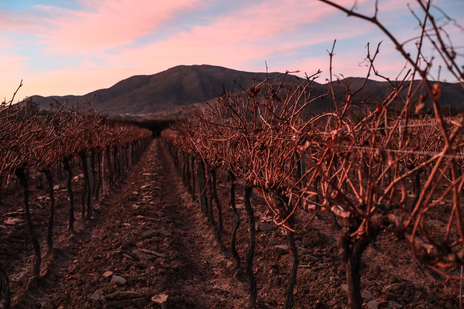 Bodegas Magnus Weinberg Tarija Bolivien