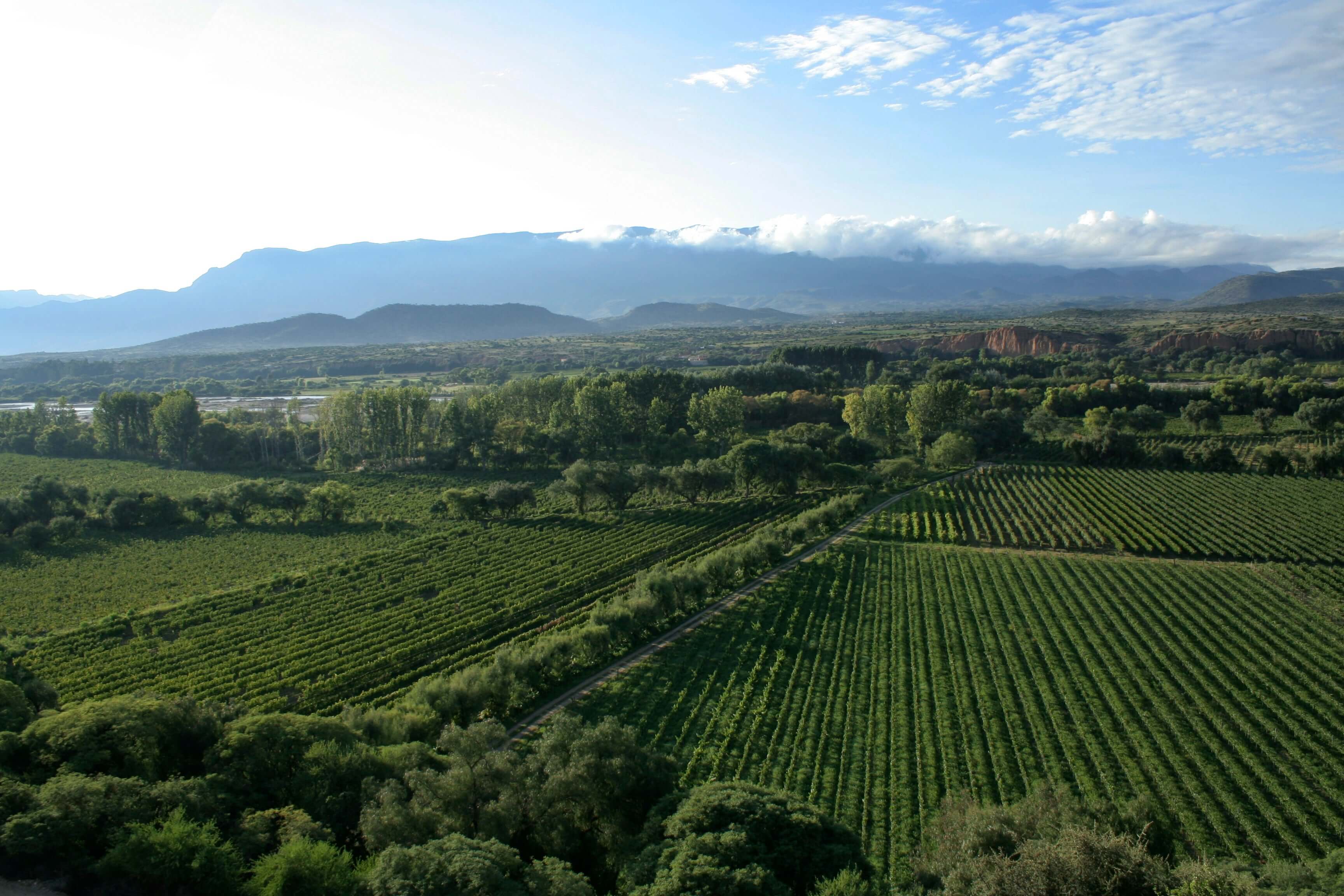 Weinberg Bolivien Tarija